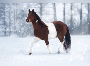 Paint Horse, Wallach, 8 Jahre, 156 cm, Schecke