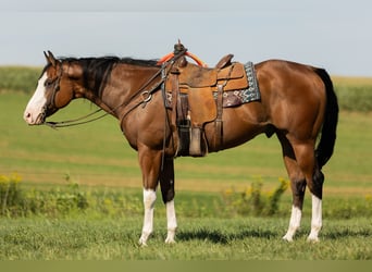 Paint Horse, Wallach, 8 Jahre, 157 cm, Rotbrauner