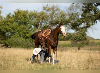 Paint Horse, Wallach, 8 Jahre, 157 cm, Rotbrauner