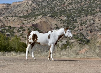 Paint Horse, Wallach, 8 Jahre, 163 cm, Dunkelfuchs
