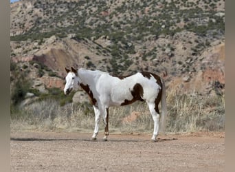 Paint Horse, Wallach, 8 Jahre, 163 cm, Dunkelfuchs