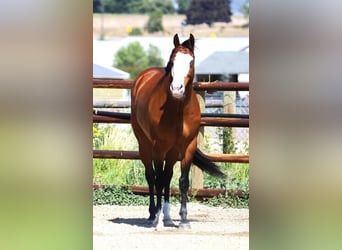 Paint Horse, Wallach, 8 Jahre, 163 cm, Rotbrauner