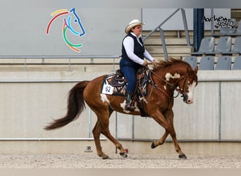 Paint Horse Mix, Wallach, 8 Jahre, 165 cm, Overo-alle-Farben