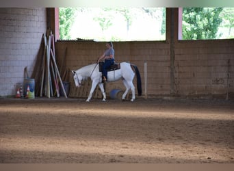 Paint Horse, Wallach, 8 Jahre, 165 cm, Tovero-alle-Farben
