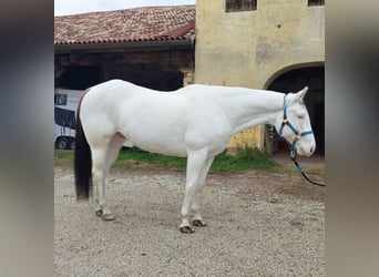 Paint Horse, Wallach, 8 Jahre, 165 cm, Tovero-alle-Farben