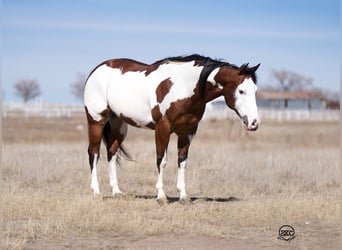 Paint Horse, Wallach, 8 Jahre, Rotbrauner