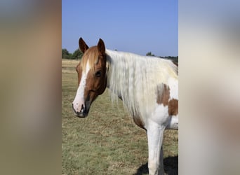 Paint Horse, Wallach, 8 Jahre, Tobiano-alle-Farben