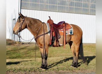 Paint Horse, Wallach, 9 Jahre, 152 cm, Buckskin
