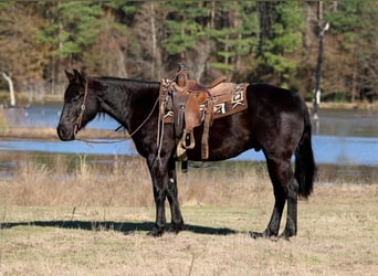 Paint Horse, Wallach, 9 Jahre, 152 cm, Rappe