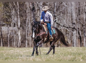 Paint Horse, Wallach, 9 Jahre, 155 cm, Rappe