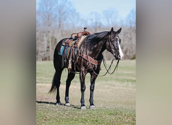 Paint Horse, Wallach, 9 Jahre, 155 cm, Rappe