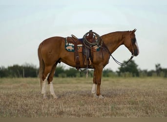 Paint Horse, Wallach, 9 Jahre, 155 cm, Rotfuchs
