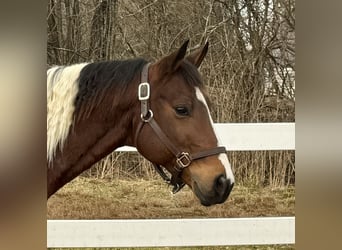Paint Horse, Wallach, 9 Jahre, 155 cm, Rotfuchs