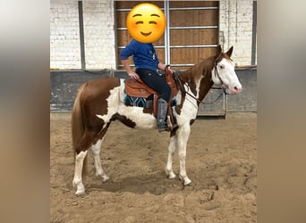 Paint Horse, Wallach, 9 Jahre, 155 cm, Schecke