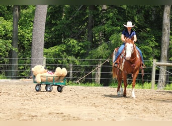 Paint Horse, Wallach, 9 Jahre, 155 cm