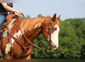 Paint Horse, Wallach, 9 Jahre, 155 cm