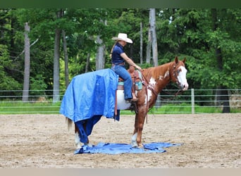 Paint Horse, Wallach, 9 Jahre, 155 cm