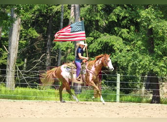 Paint Horse, Wallach, 9 Jahre, 155 cm
