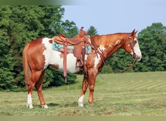 Paint Horse, Wallach, 9 Jahre, 155 cm