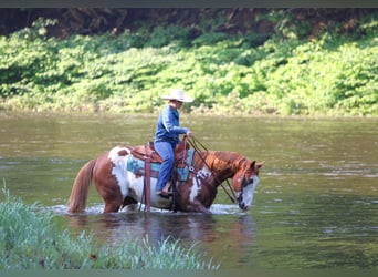Paint Horse, Wallach, 9 Jahre, 155 cm