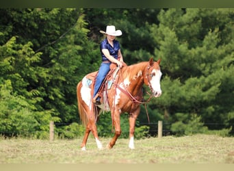 Paint Horse, Wallach, 9 Jahre, 155 cm