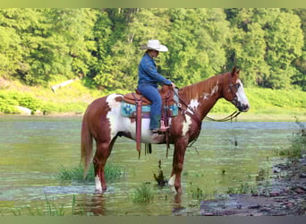 Paint Horse, Wallach, 9 Jahre, 155 cm
