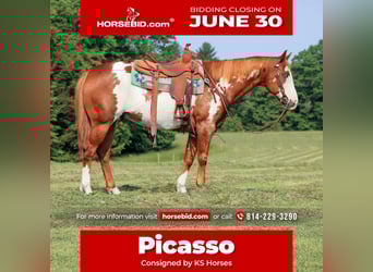 Paint Horse, Wallach, 9 Jahre, 155 cm