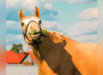 Paint Horse, Wallach, 9 Jahre, 157 cm, Palomino