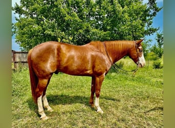 Paint Horse, Wallach, 9 Jahre, 160 cm, Rotfuchs