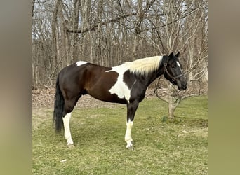 Paint Horse, Wallach, 9 Jahre, 163 cm, Rappe