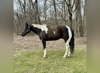 Paint Horse, Wallach, 9 Jahre, 163 cm, Rappe