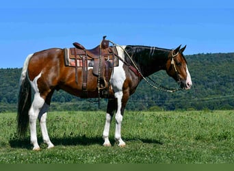 Paint Horse, Wallach, 9 Jahre, 163 cm, Schecke
