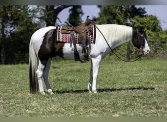 Paint Horse, Wallach, 9 Jahre, 163 cm, Tobiano-alle-Farben