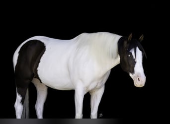 Paint Horse, Wallach, 9 Jahre, 163 cm, Tobiano-alle-Farben