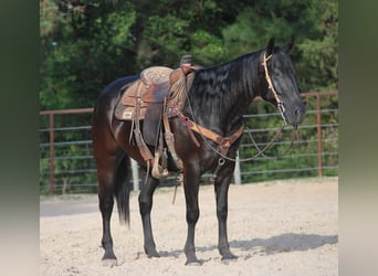 Paint Horse, Wallach, 9 Jahre, Rappe