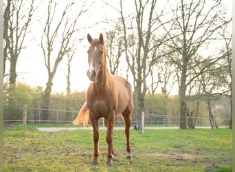 Paint Horse, Yegua, 10 años, 147 cm, Alazán