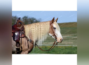 Paint Horse, Yegua, 10 años, 152 cm, Ruano alazán