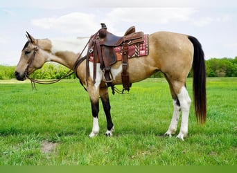 Paint Horse, Yegua, 10 años, Buckskin/Bayo