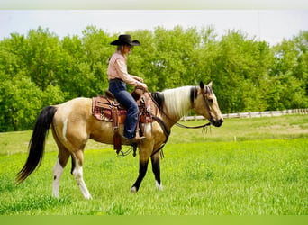 Paint Horse, Yegua, 10 años, Buckskin/Bayo