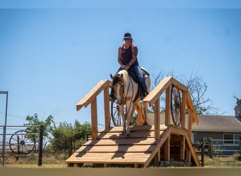 Paint Horse, Yegua, 11 años, 142 cm, Buckskin/Bayo