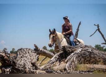 Paint Horse, Yegua, 11 años, 142 cm, Buckskin/Bayo