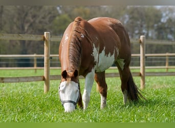 Paint Horse, Yegua, 11 años, 145 cm, Overo-todas las-capas