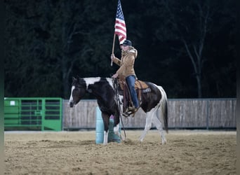 Paint Horse, Yegua, 11 años, 150 cm, Castaño rojizo