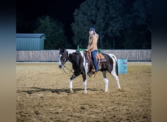 Paint Horse, Yegua, 11 años, 150 cm, Castaño rojizo