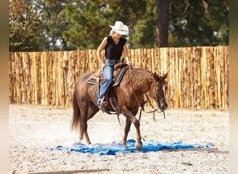 Paint Horse, Yegua, 11 años, 152 cm, Alazán rojizo