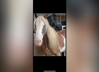Paint Horse Mestizo, Yegua, 11 años, 155 cm