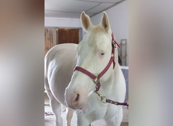 Paint Horse, Yegua, 11 años, 155 cm, Cremello