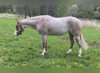 Paint Horse, Yegua, 11 años, 155 cm, Ruano alazán