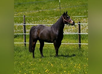 Paint Horse, Yegua, 12 años, 142 cm