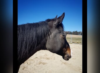 Paint Horse, Yegua, 12 años, 142 cm